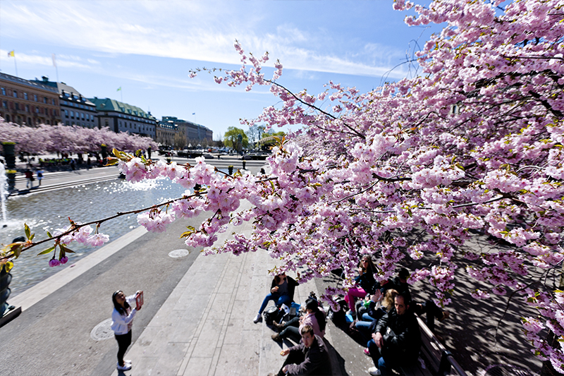 Cherry Blossoms at Kungsträdgården