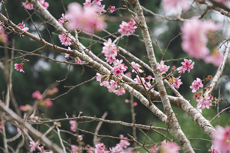 Cherry blossoms at Tai-an Police Station, Taichung, Taiwan