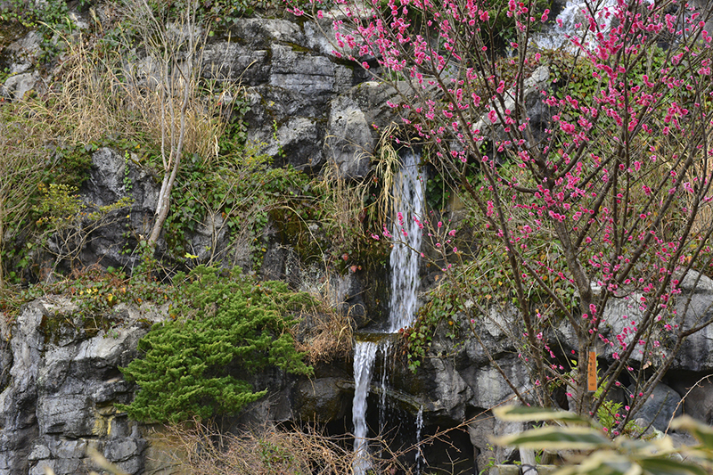 Cherry tree with cherry blossoms in Wulai, New Taipei City, Taiwan