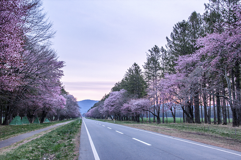 Hokkaido - Best Places to view cherry blossoms in Japan