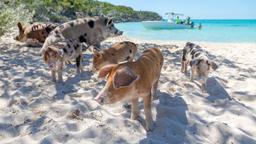 Exuma hotels