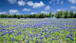 Texas hotels