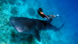 Expired Kuala Lumpur Malaysia To Gan Island Maldives For Only 271 Usd Roundtrip