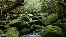Yakushima car rentals