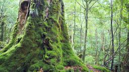 Hotels near Yakushima airport