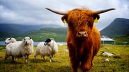 Find cheap flights to Scotland