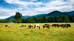 Alcoa car rentals