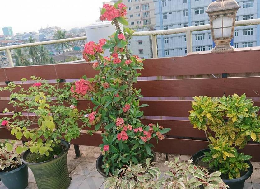 Balcony Photo