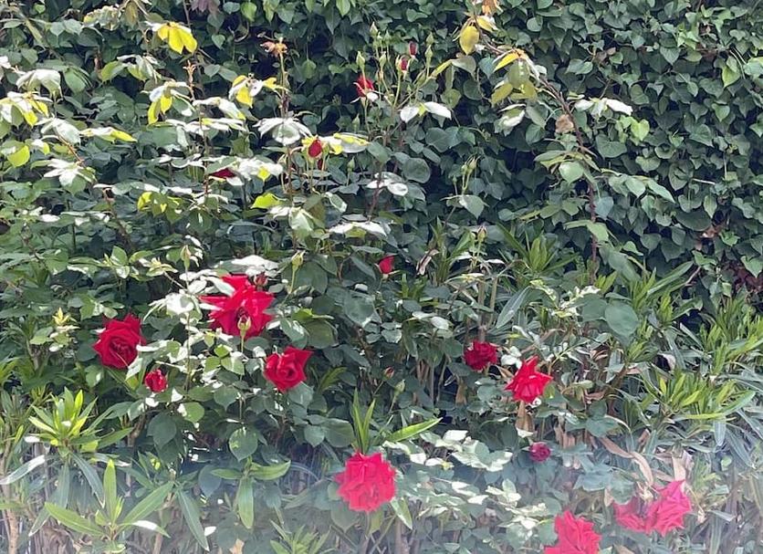 Outdoor view Photo